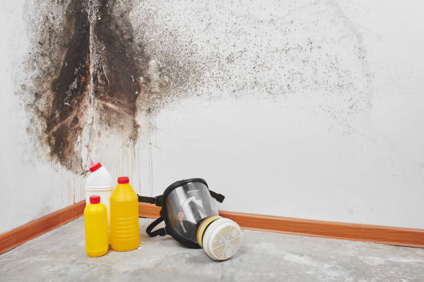 Best Industrial Mold Remediation in Blair, WI