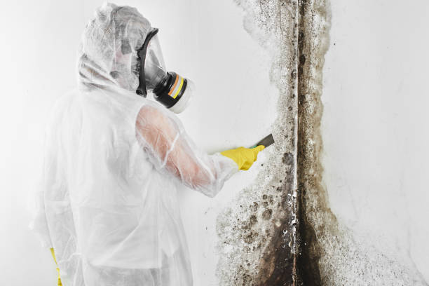 Best Insurance-Related Mold Remediation in Blair, WI