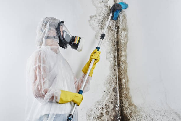 Best Residential Mold Remediation in Blair, WI