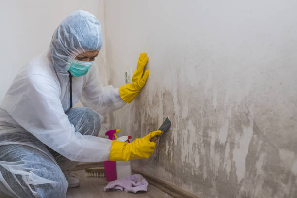Best Commercial Mold Remediation in Blair, WI