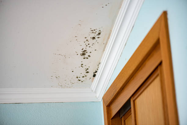 Best Black Mold Remediation in Blair, WI