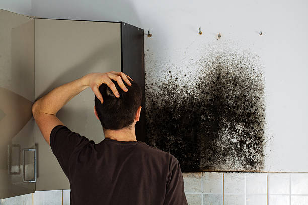 Best DIY Mold Remediation Support Services in Blair, WI