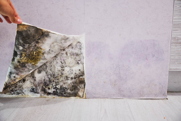 Best Localized Mold Remediation (e.g., coastal areas, humid climates) in Blair, WI